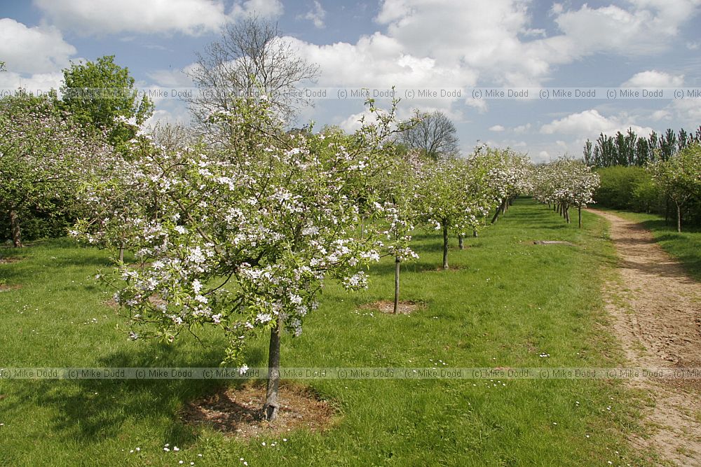 Orchard Woughton on the Green Milton Keynes