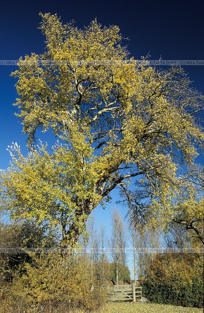 Populus alba, Willen lake, Milton Keynes