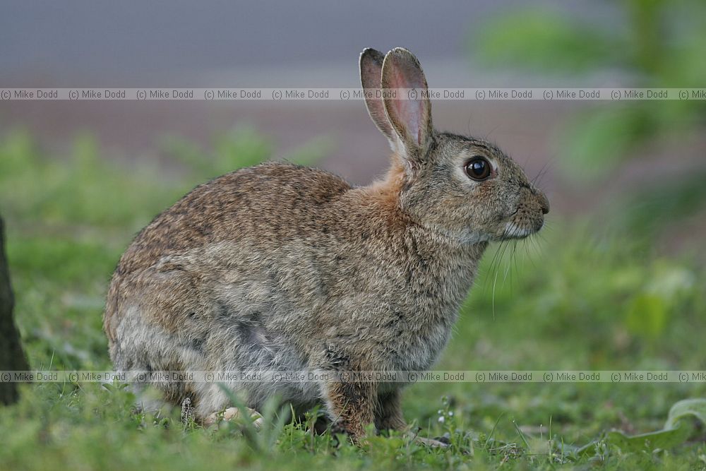 Rabbit Mount farm Milton Keynes