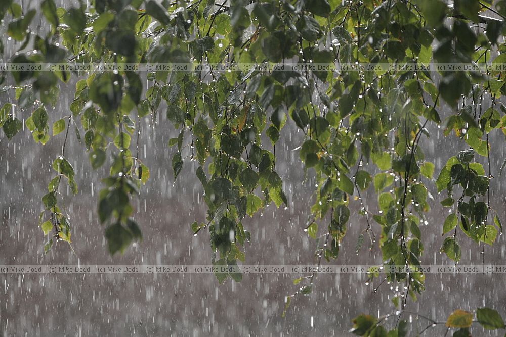 Rain through birch branch against the light