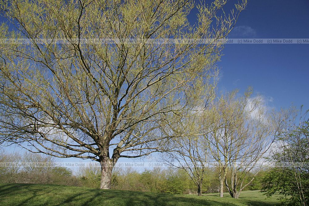 Salix willow at walton lake