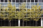Trees in front of office building