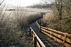 Walton Lake reedbed Phragmites on frosty morning