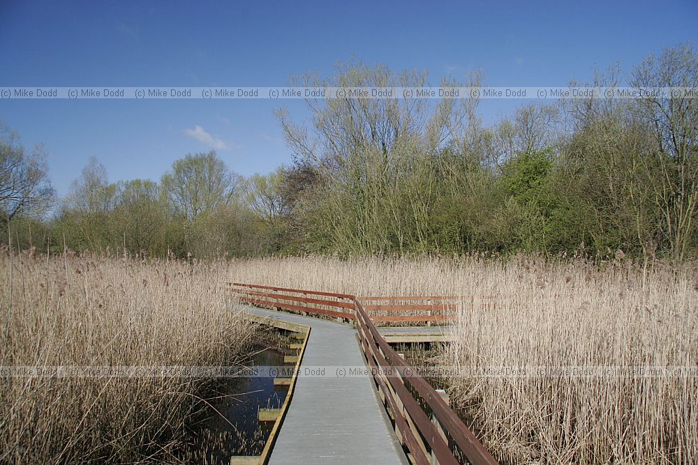 Walton lake reedbed