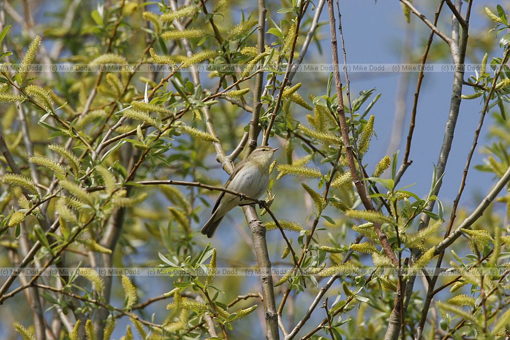 Willow warbler