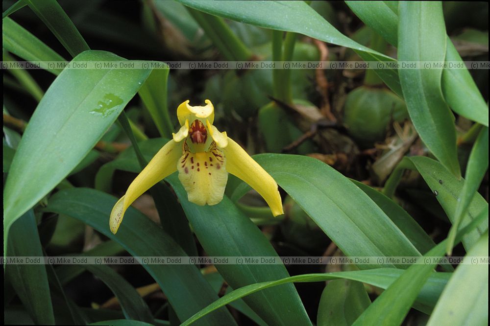 Maxillaria porphyrostele orchid New Plymouth botanic garden