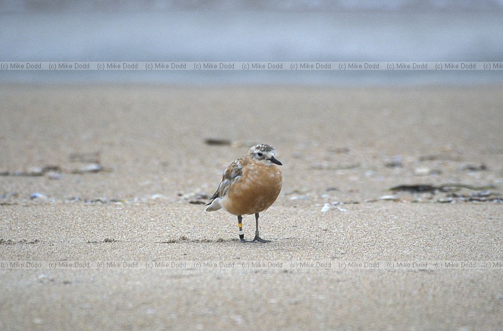 New Zealand dotterel at Opoutere