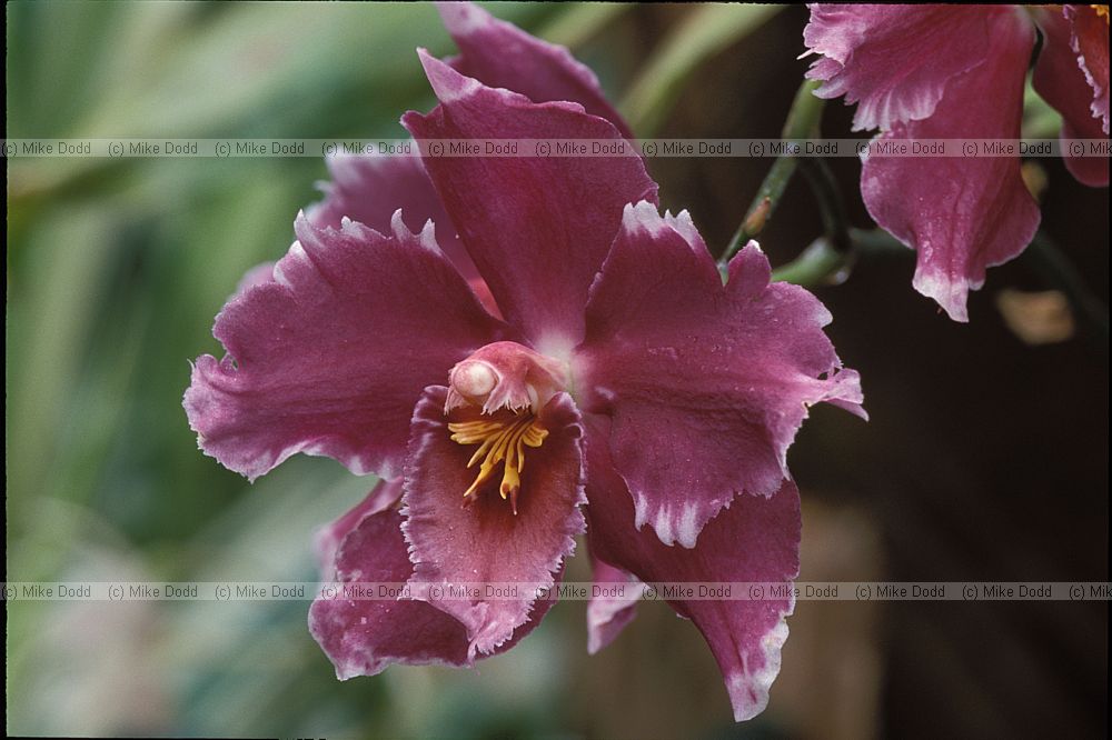 Odontoglossum orchid New Plymouth botanic garden