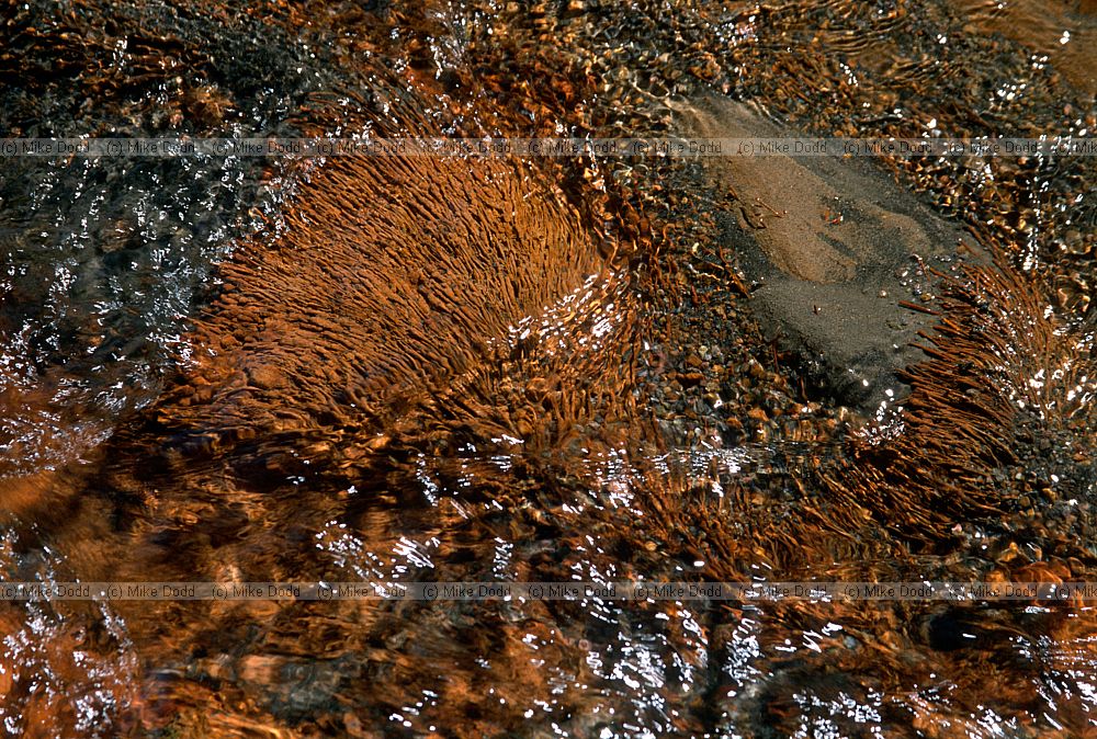 Red bacteria soad stream Tongariro