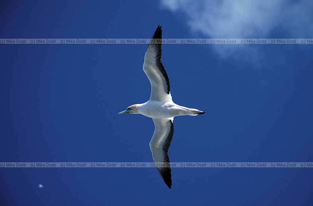 Australian gannet in flight