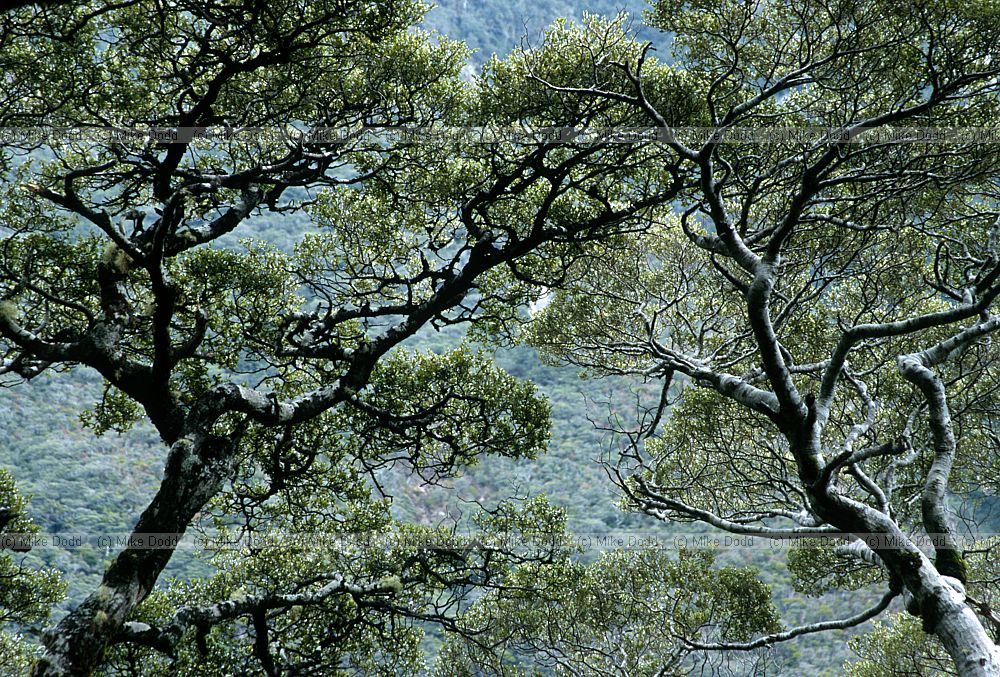 Nothofagus solandri var cliffordiensis at Arthurs pass