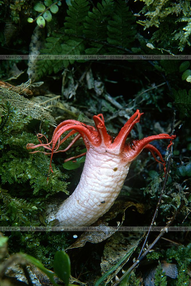 Aseroe rubra starfish fungus near Dunedin
