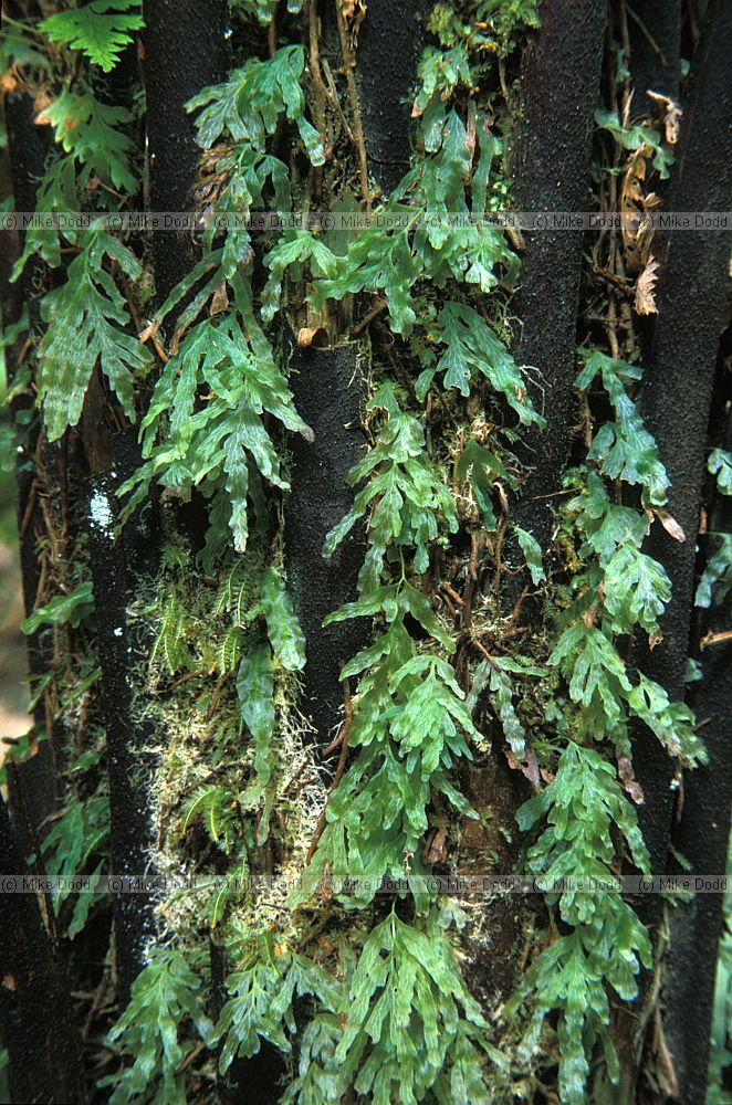 Hymenophyllum filmy fern Stewart Island