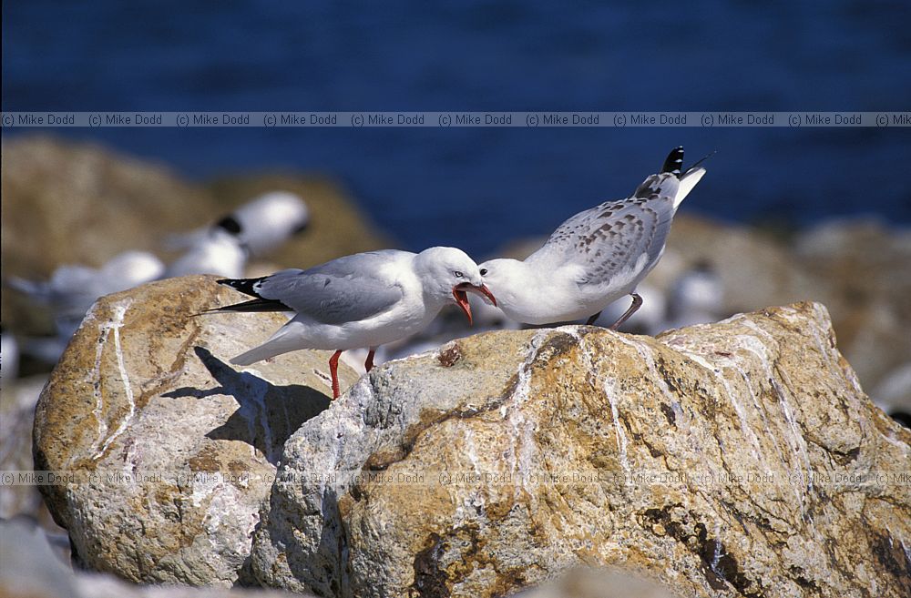 Red billed gulls Otago peninsula