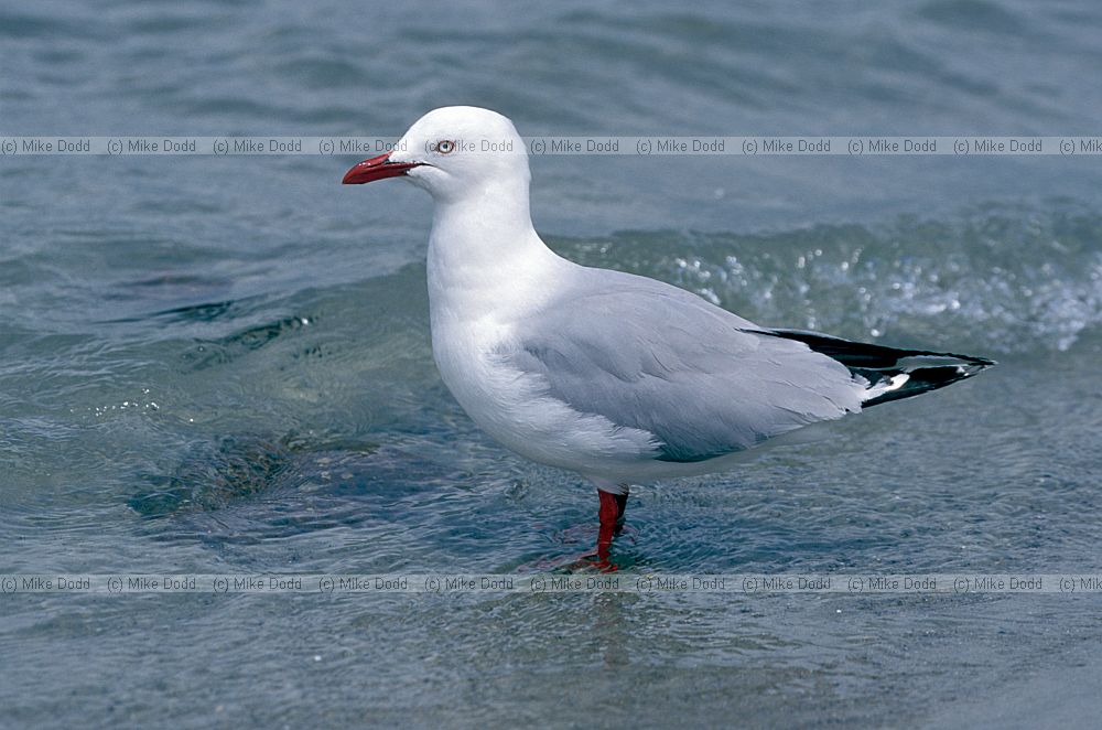 Red billed gulls Otago peninsula