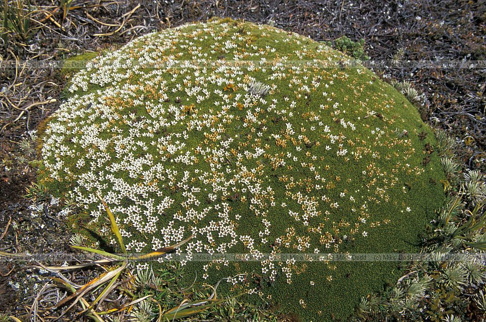 Sundews and vegetable sheep or cushion plants Routeburn track south island