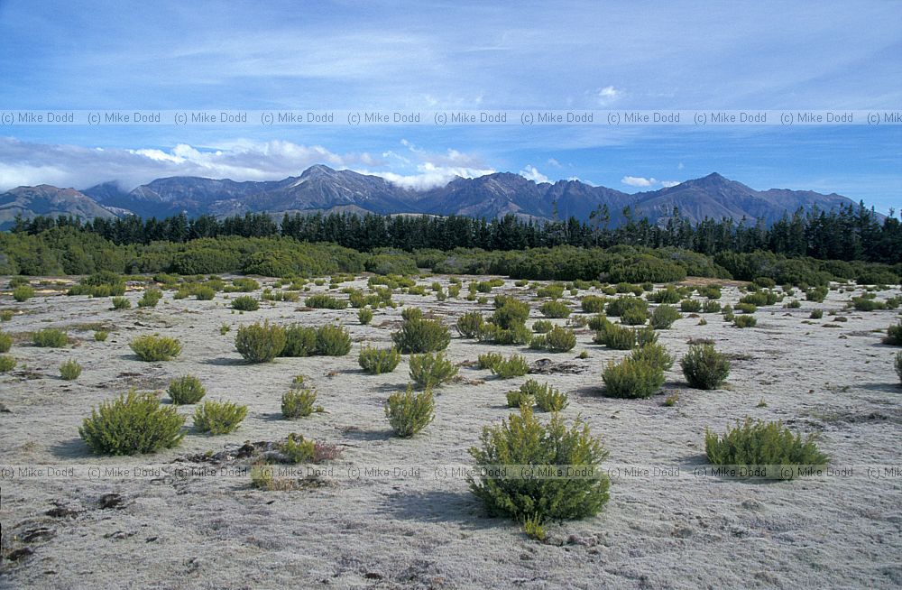 wilderness reserve with lichen heath Te Anau south island