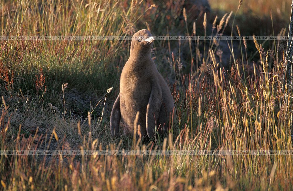 Yellow eyed penguin Otago peninsula