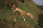 Yellow eyed penguin Otago peninsula
