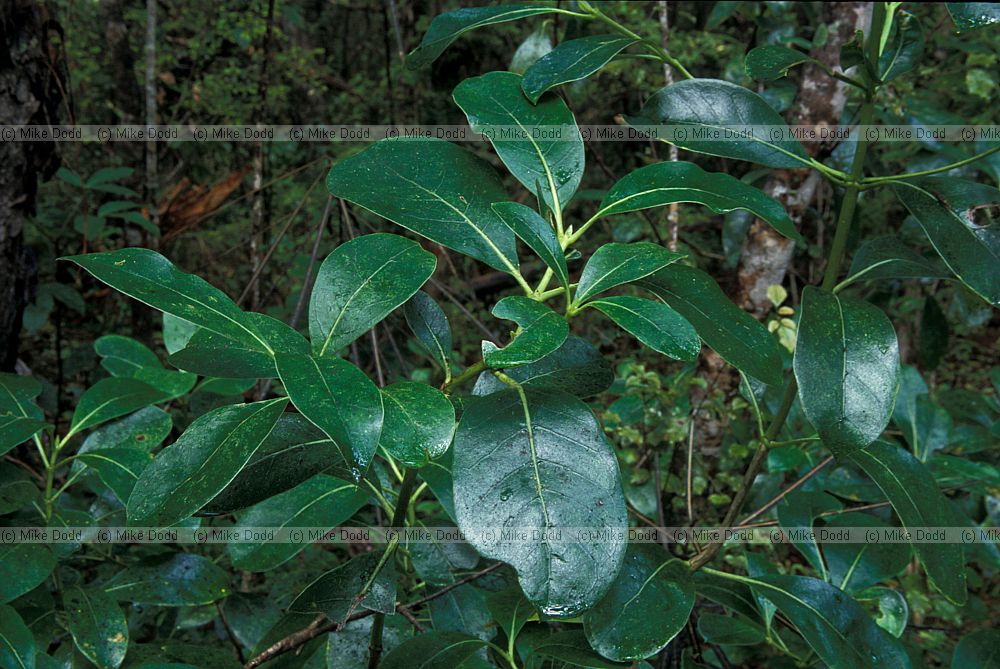 Griselinia sp need to check