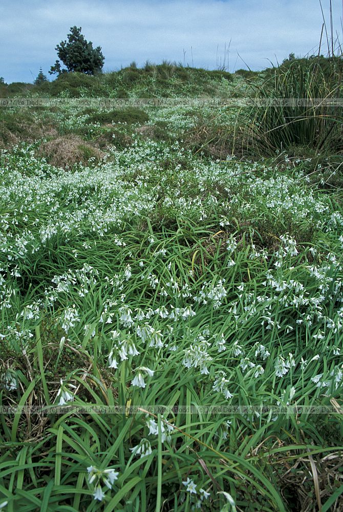 Allium triquetrum three cornered leek alien plant invading dunes at Muriwai beach