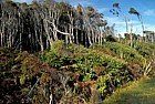 Three layered forest Haast west coast