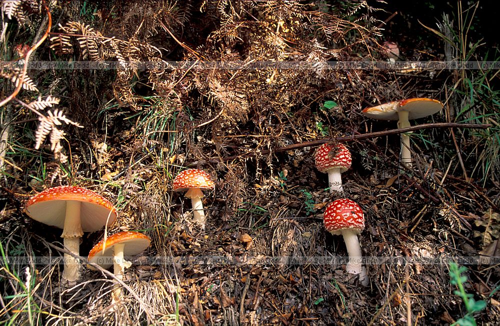 Amanita muscaria Fly Agaric under Nothofagus Murchison