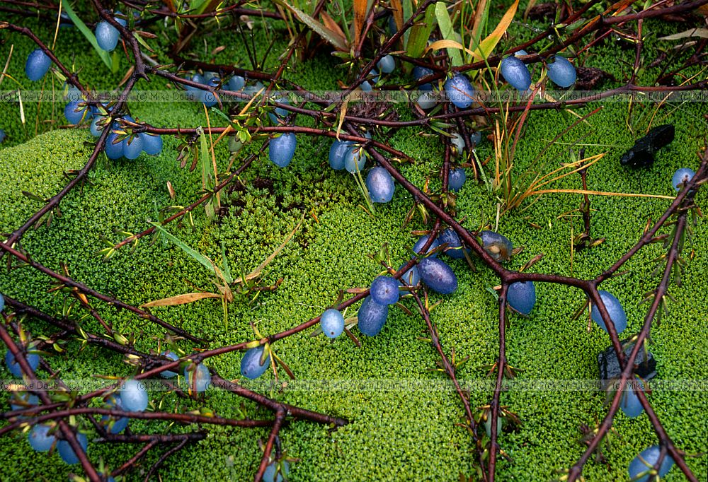 Coprosma acerosa Arthurs pass