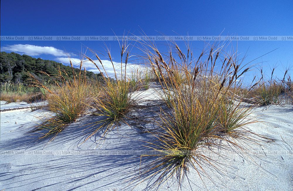 Desmoschoenus spiralis sedge Haast dunes