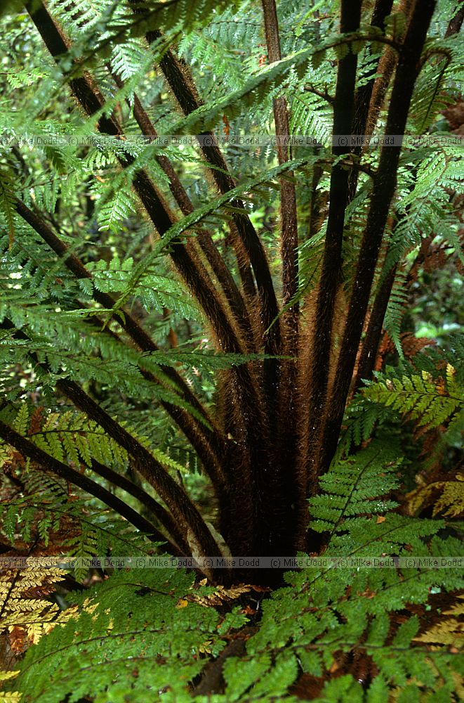 Fern Milford Sound