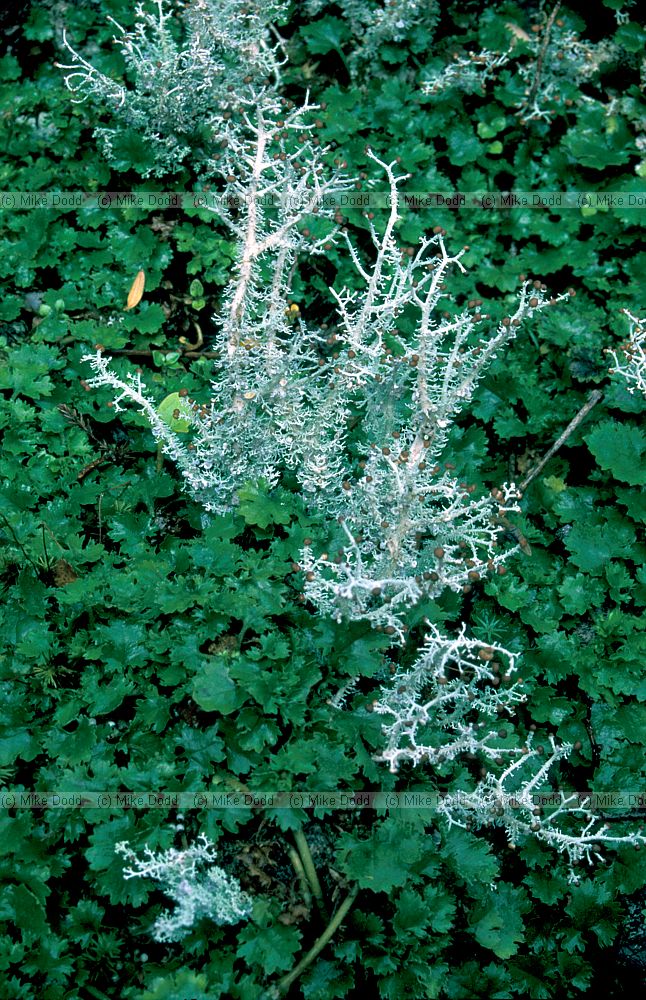 lichen Milford sound