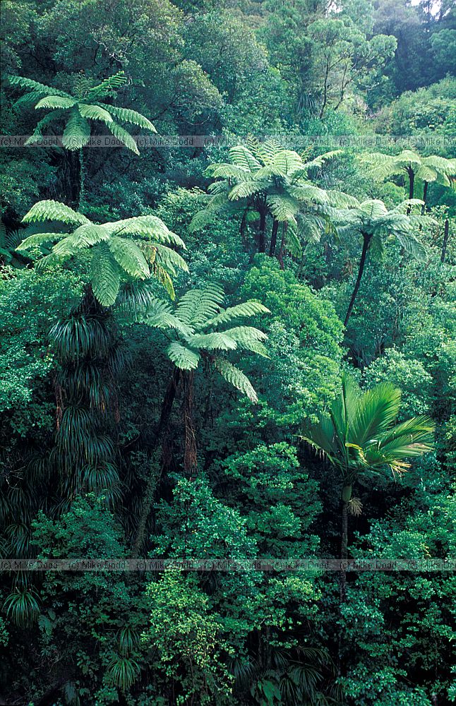 Tree ferns Aorere