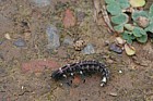 Beetle larva