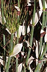 Elegia capensis