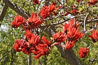 Erythrina lysistemon common coral tree