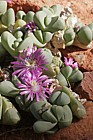 Gibbaeum pubescens subsp. shandii