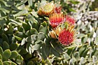Leucospermum oleifolium Tufted Pincushion