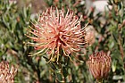 Leucospermum tottum
