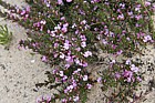 Muraltia heisteria Spiny purple gorse