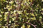 Portulacaria afra Elephant's food