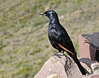 Redwing starling Onychognathus morio
