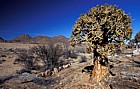 Aloe dichotoma Geogap