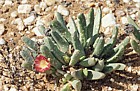 Argyroderma at Quaggaskop Karoo desert