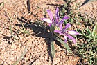 Babiana sp at Darling