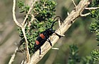Cape Longhorn Beetle (Ceroplesis) at Harold porter botanic garden