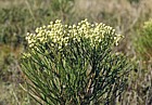 Berzelia languinosa Betty's bay