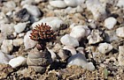Crassula columnaris Quaggaskop karoo stony desert