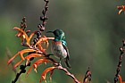 Lesser double collared sunbird on Aloe plicatilis at Kirstenbosch botanic garden Cape Town