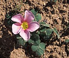 Oxalis purpurea at Malmesbury