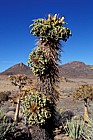 Pachypodium namaquanum at Geogap